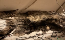 Persian cats for sale: 3 persian chinchillas 1 male 2 females - Image 8