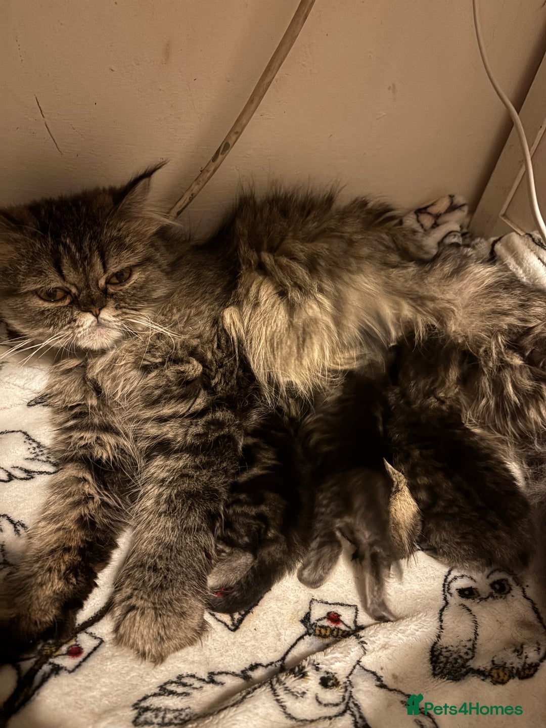 Persian cats for sale: 3 persian chinchillas 1 male 2 females - Image 8