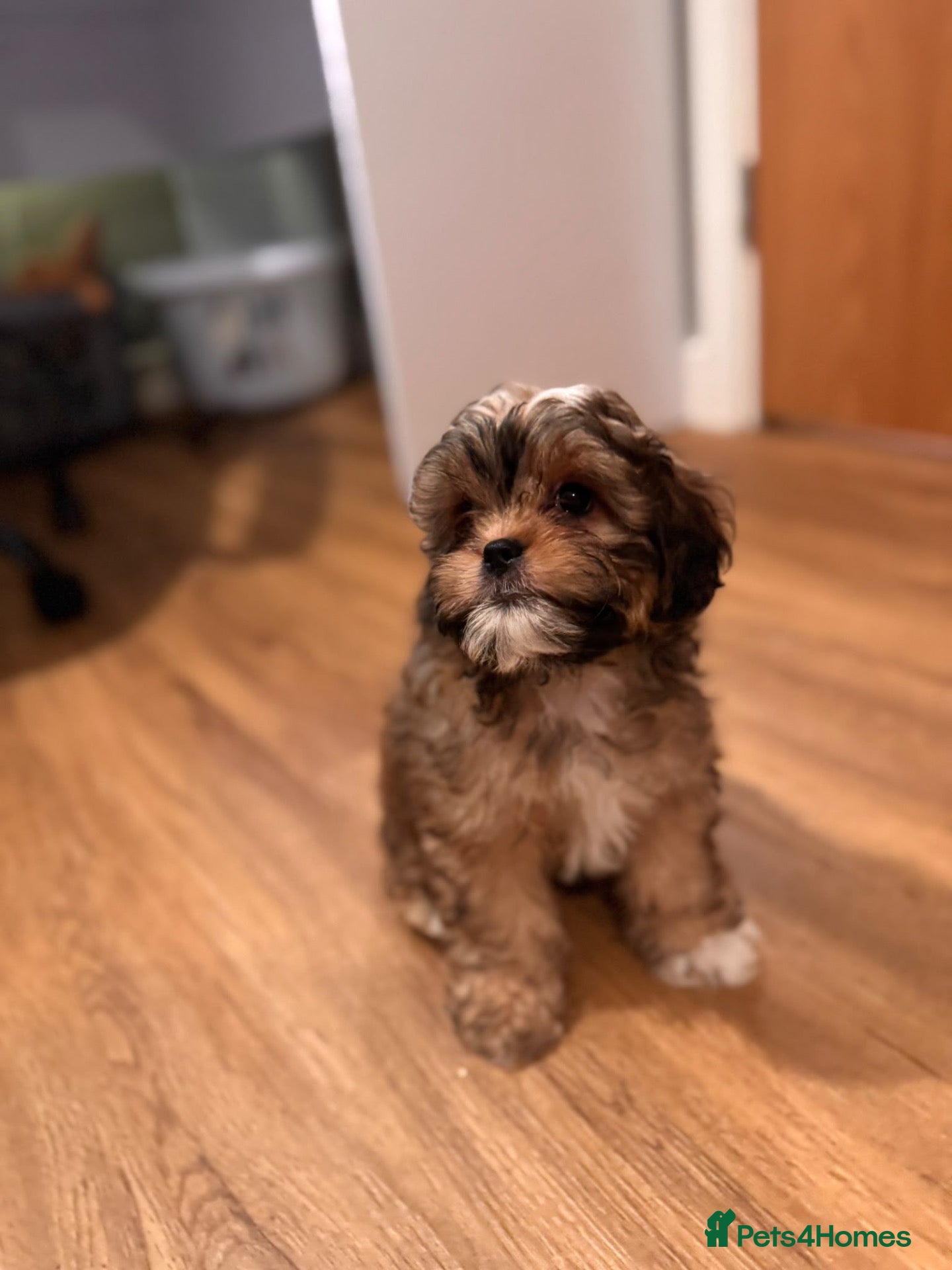 Shihpoo dogs Shihpoo puppies - Advert 1