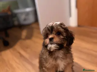 Shihpoo dogs Shihpoo puppies - Advert 1