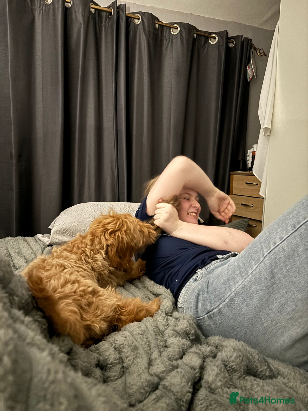 Cockapoo dogs for stud: F1 Cockapoo Milo for stud - Image 12