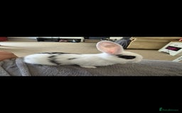 Mini Lop rabbits for sale: Baby mini lop rabbits - Image 3