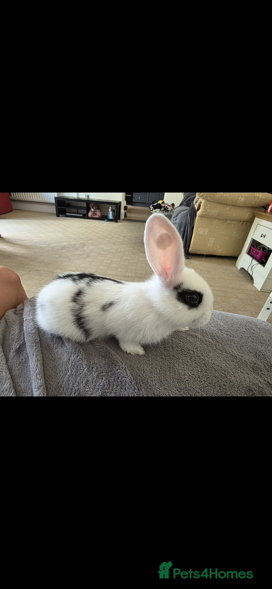 Mini Lop rabbits for sale: Baby mini lop rabbits - Image 3