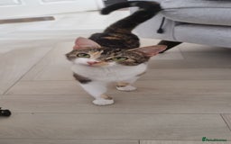 Domestic Shorthair cats for sale: Kittens  - Image 9