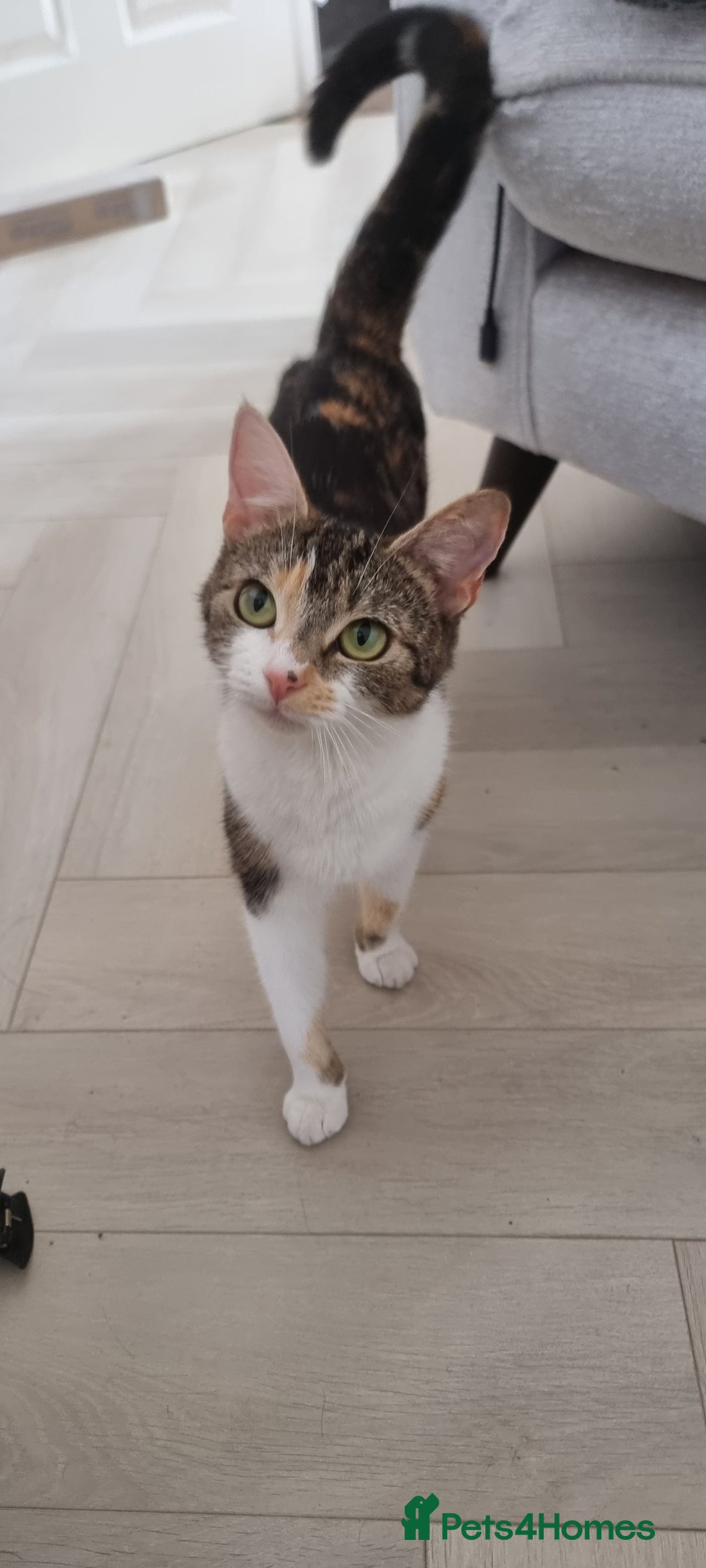 Domestic Shorthair cats for sale: Kittens  - Image 9