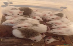 Mouse rodents for sale: Baby African Soft Fur mice - Image 15