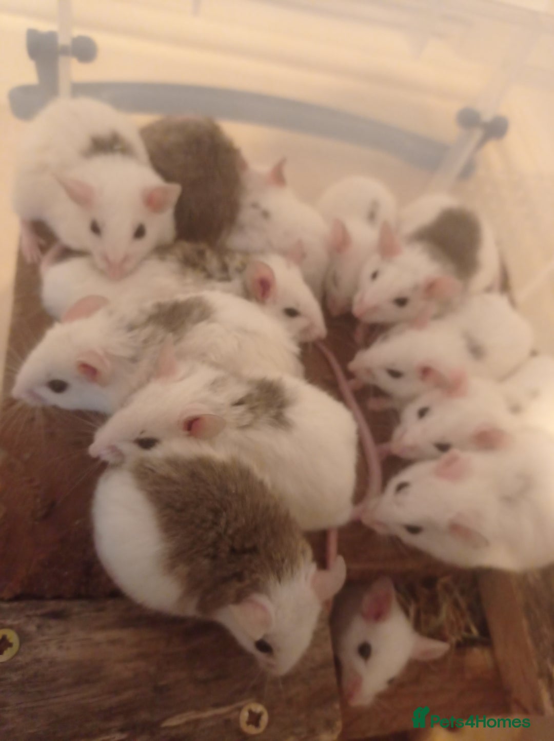 Mouse rodents for sale: Baby African Soft Fur mice - Image 15