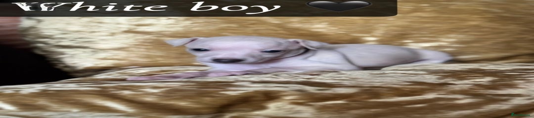 Italian Greyhound Puppy 3