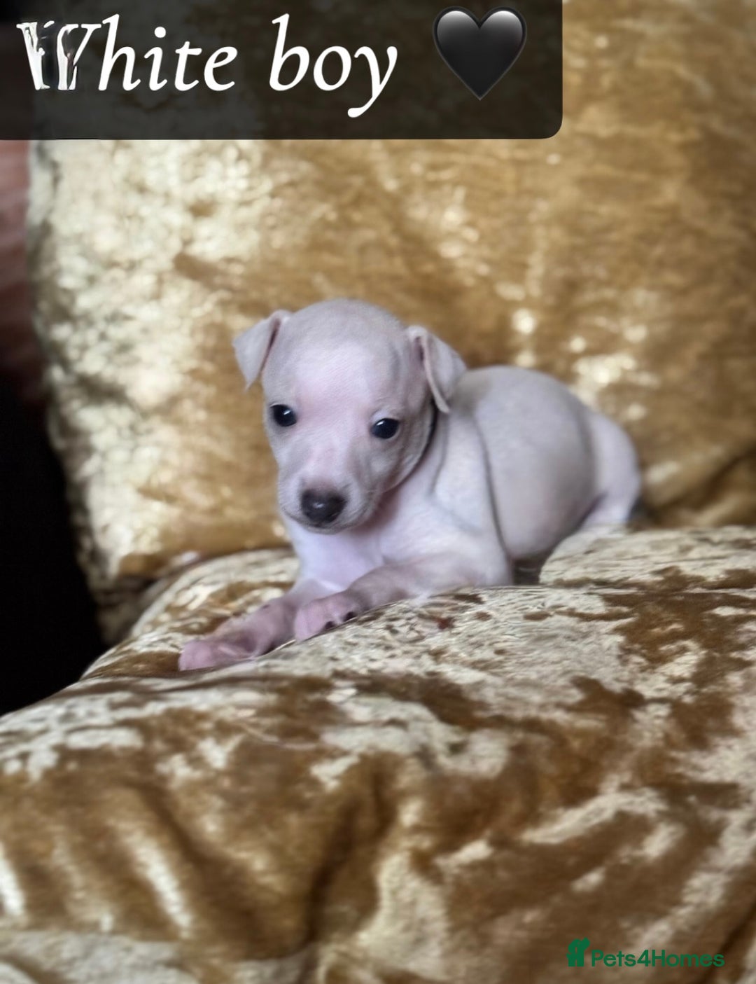 Italian Greyhound dogs for sale: Pedigree KC Reg Italian Greyhounds Champion lines in Durham - Image 25