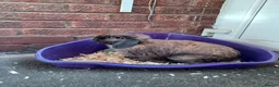 Mini Lop rabbits for sale: Male Lop Rabbit - Advert 2
