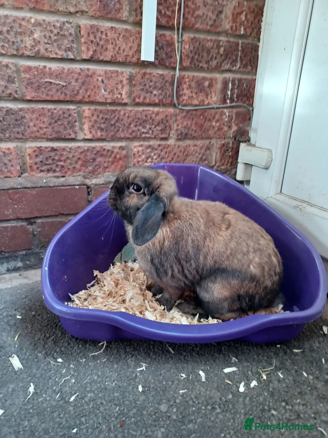 Mini Lop rabbits for sale: Male Lop Rabbit - Advert 2