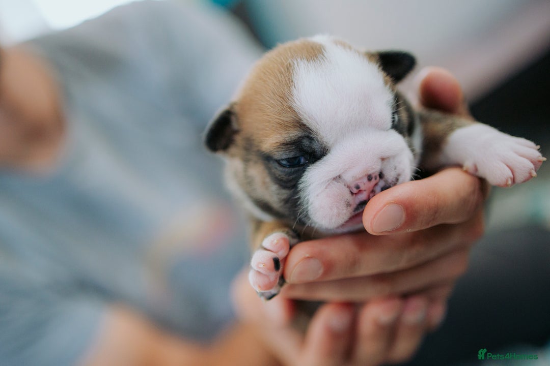 English Bulldog dogs for sale: Stunning litter of  English bulldog puppies - Image 2