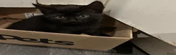 Mixed Breed cats for sale: Kittens for sale  - Advert 25
