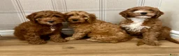 Cockapoo dogs for sale: Outstanding cockapoo puppies  in Bishop Auckland - Advert 12