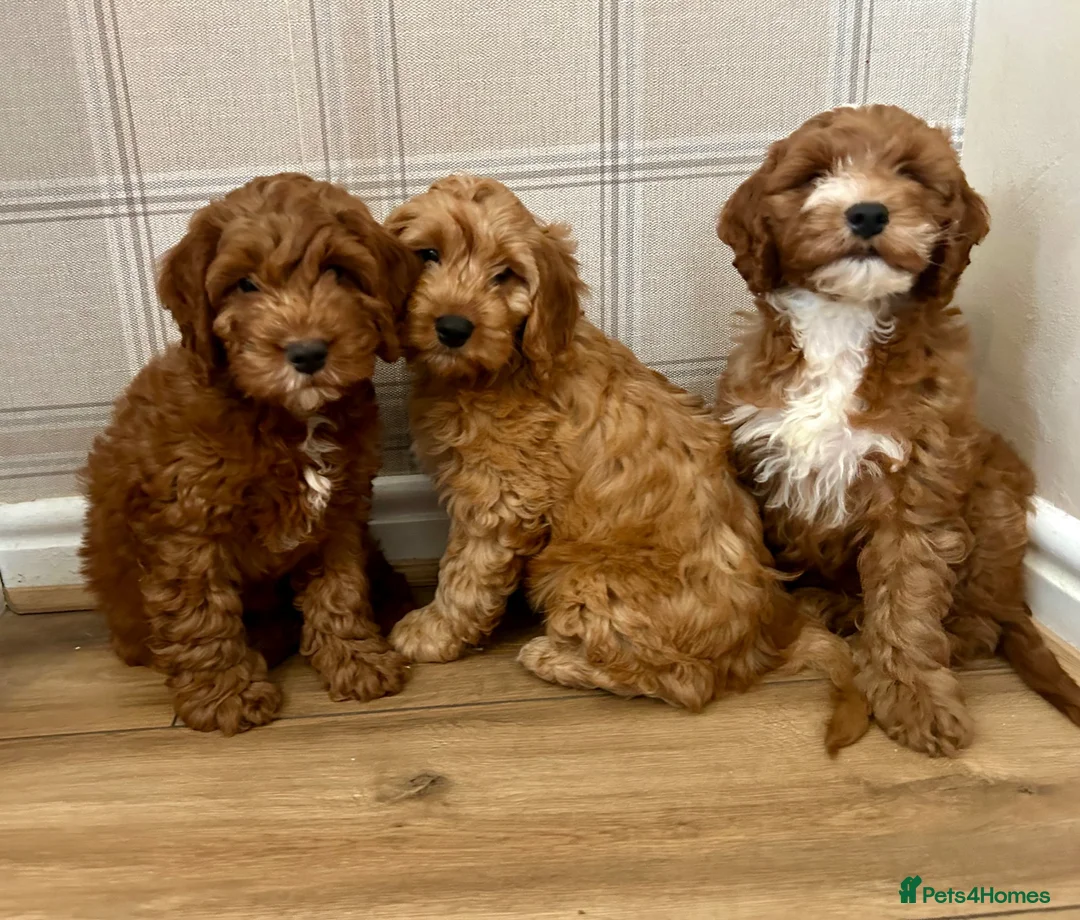 Cockapoo dogs for sale: Outstanding cockapoo puppies  in Bishop Auckland - Advert 12