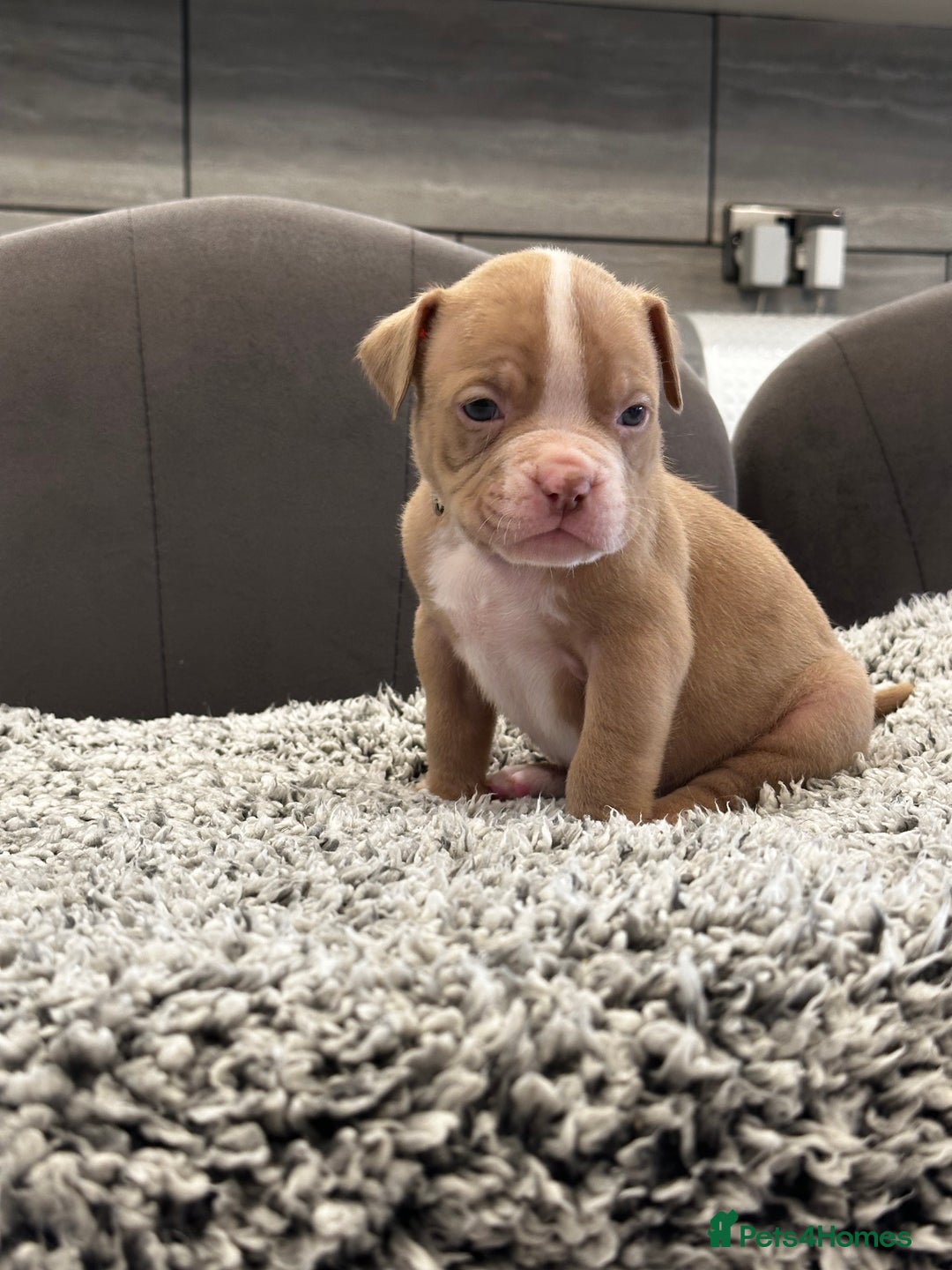 American Bully dogs for sale: ABKC POCKET/MICRO BULLY PUPPIES IMPORT BLOODLINES - Advert 7
