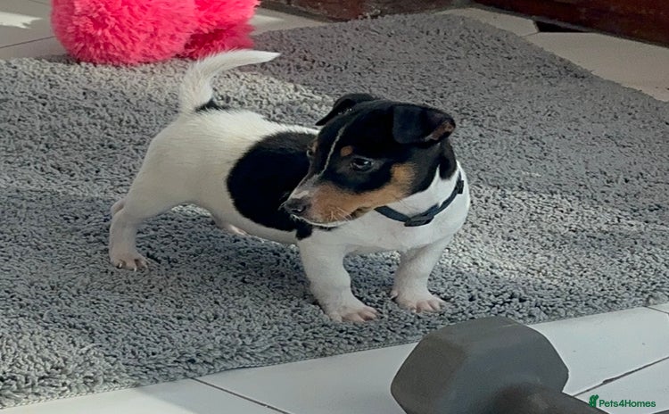 Jack Russell dogs - Advert 1