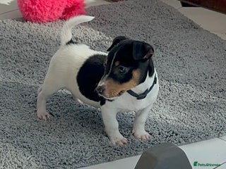 Jack Russell dogs - Advert 30