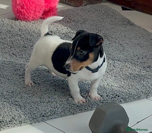 Jack Russell dogs - Advert 3