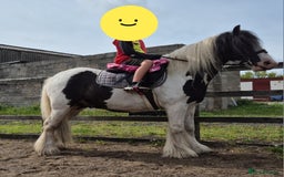 Other Breed horses for sale: Families dream horse  - Image 1