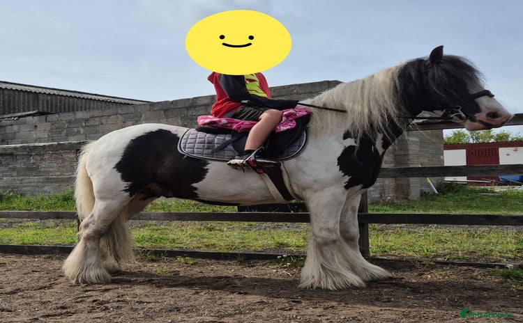 Other Breed horses - Advert 1