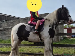 Other Breed horses Perfect ride and drive gelding. - Advert 13