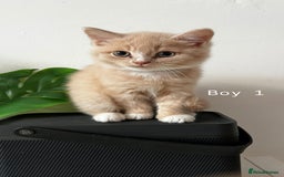 Mixed Breed cats for sale: [READY NOW] British Shorthair x Mainecoon - Image 11