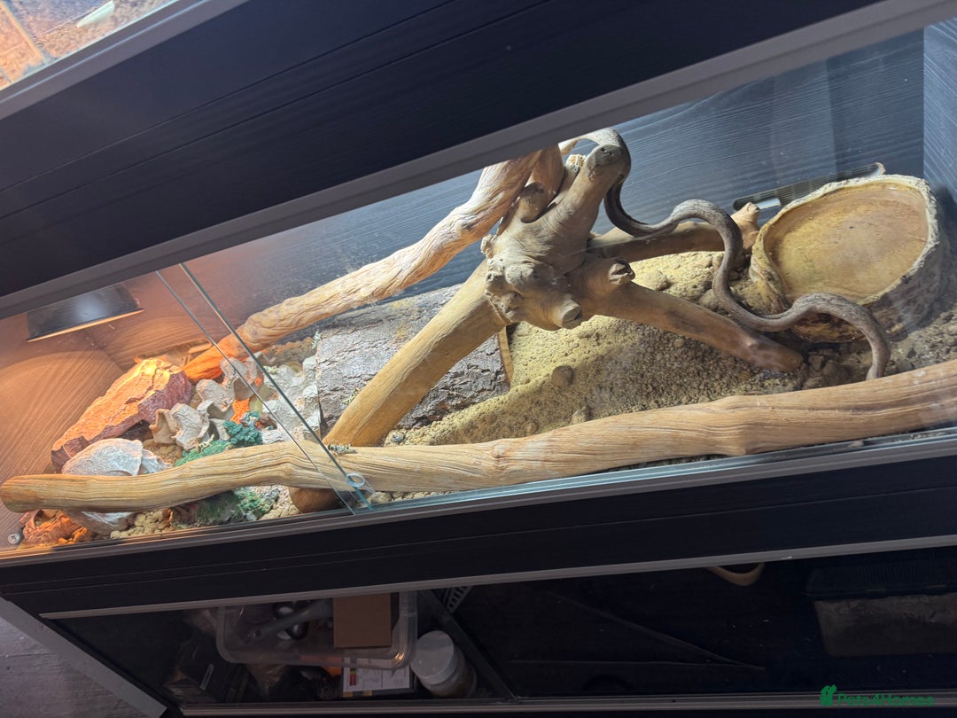 Leopard Gecko reptiles for sale: Leopard gecko with setup  - Advert 3