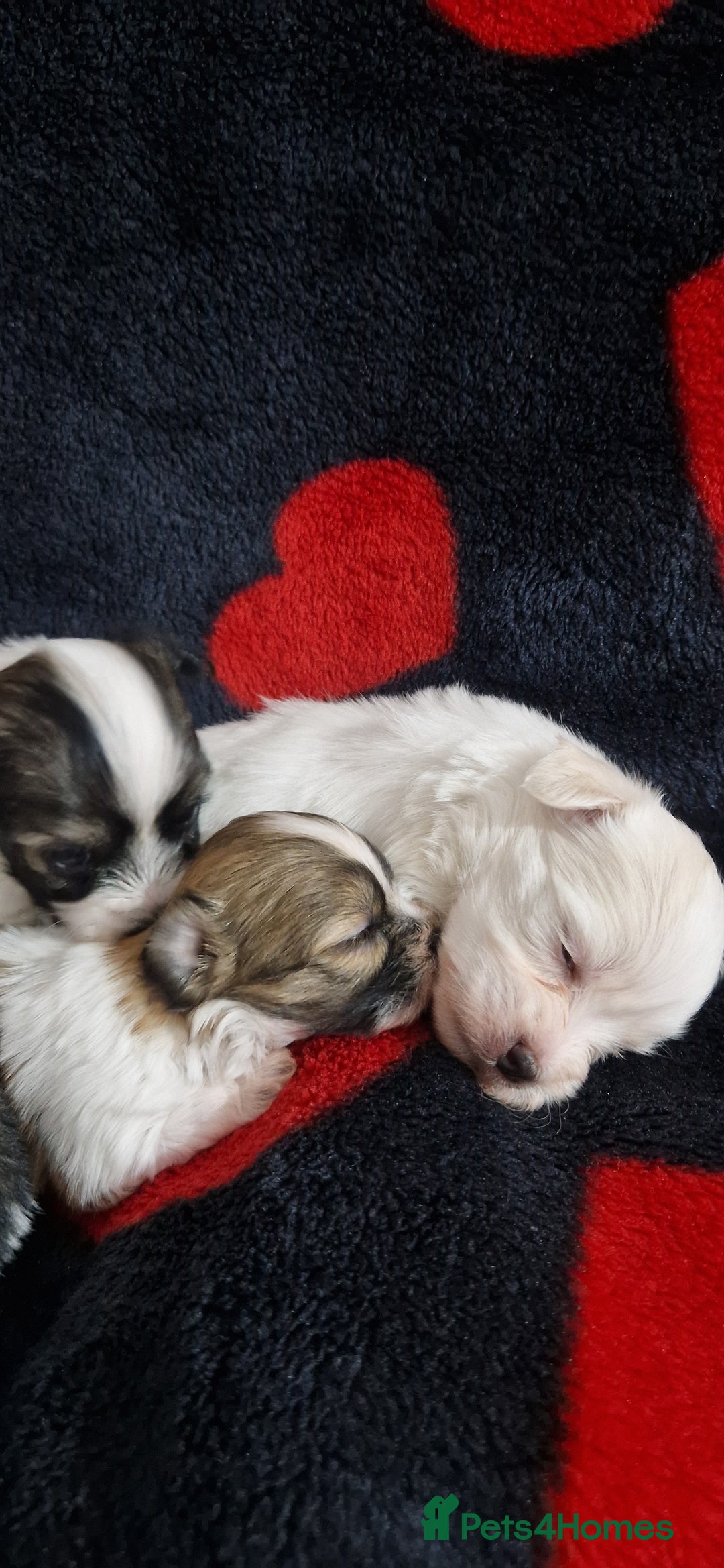 Mixed Breed dogs for sale: Bichon havaneze! - Advert 4