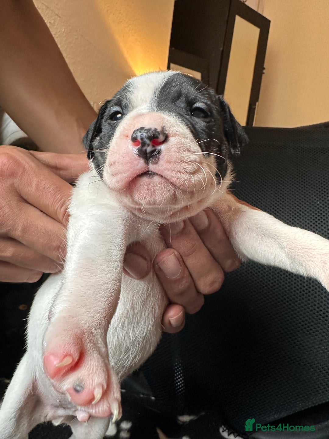 Mixed Breed dogs for sale: American bulldog staffy 🏡 - Image 6