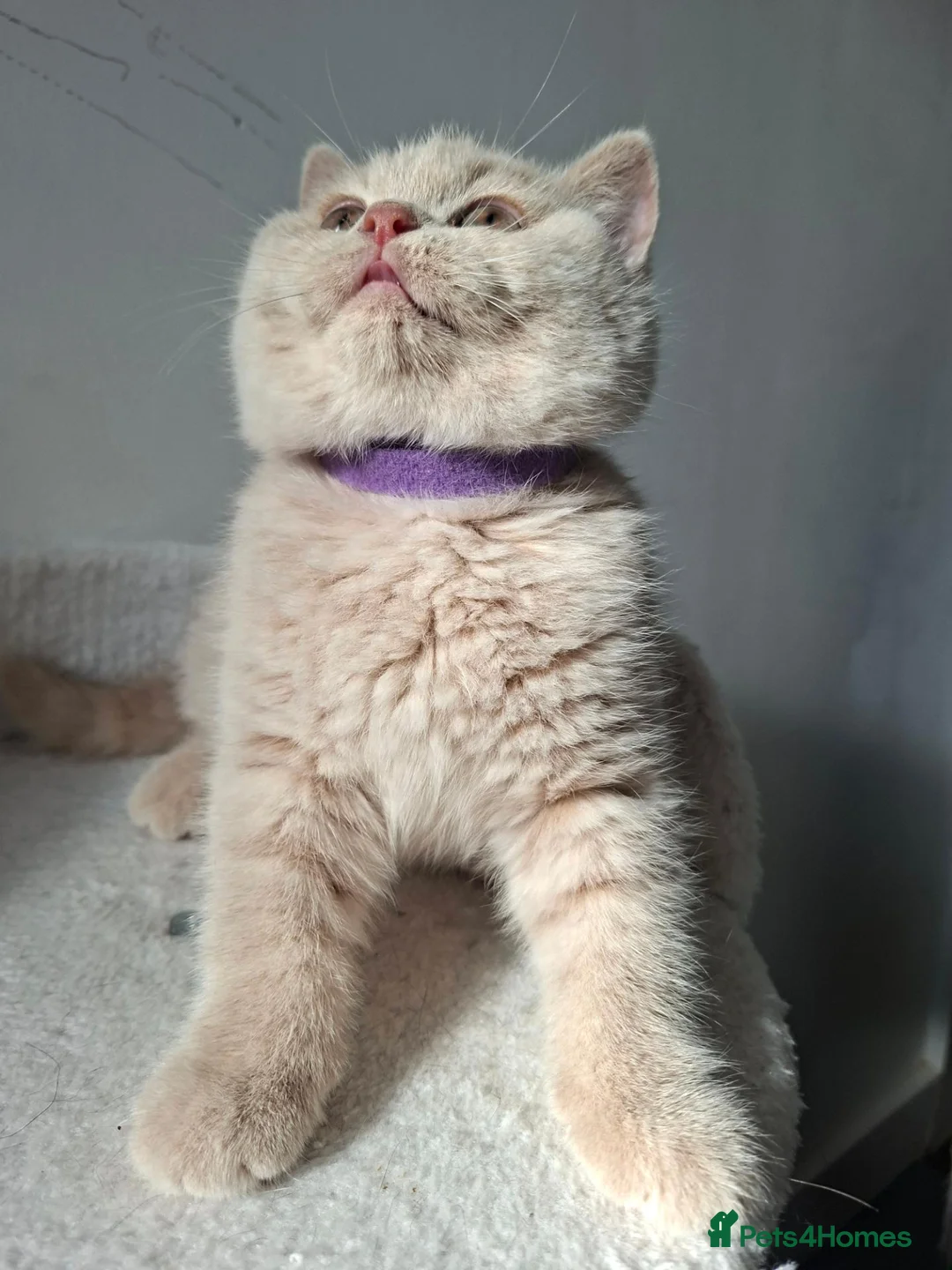 British Shorthair cats for sale: 🩷 LAST 2 GCCF GIRLS & 1 BOY AVAILABLE 💙 - Advert 1