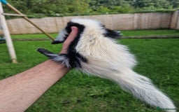 Mixed Breed rodents for sale: 2 FEMALE B&W SKUNK KITS RE AVAILABLE READY NOW! - Image 6