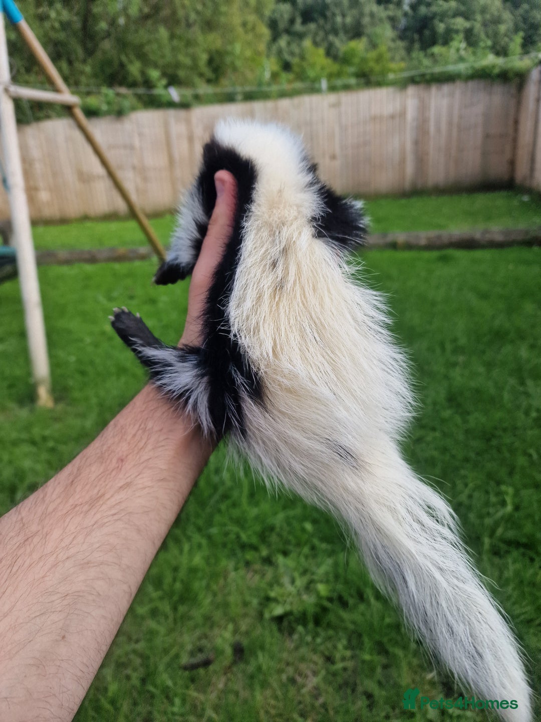 Mixed Breed rodents for sale: 2 FEMALE B&W SKUNK KITS RE AVAILABLE READY NOW! - Image 6