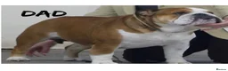 English Bulldog dogs for sale: Standard English bulldog  - Advert 6