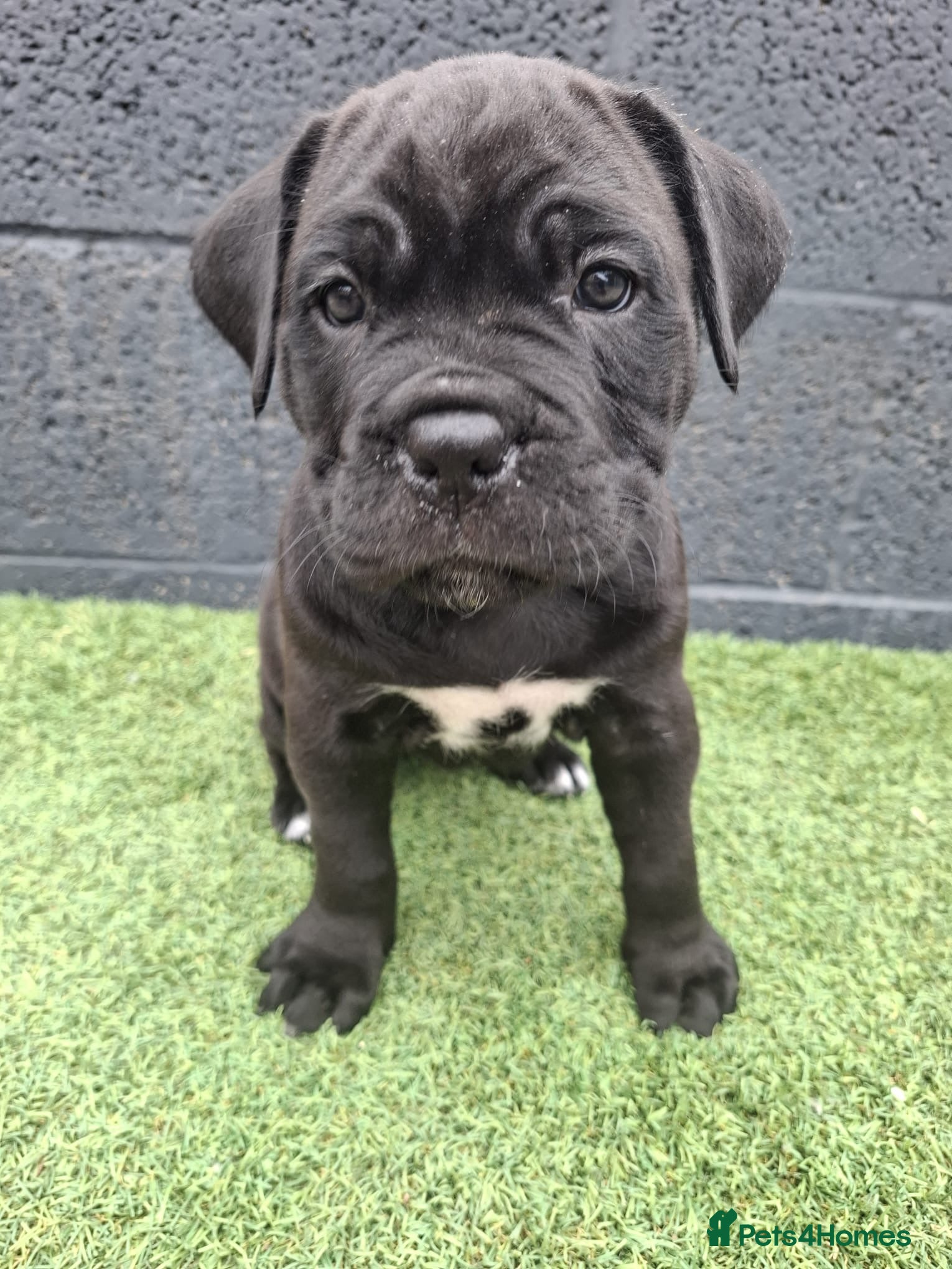Cane Corso dogs CANE CORSO PUPPIES - Advert 3