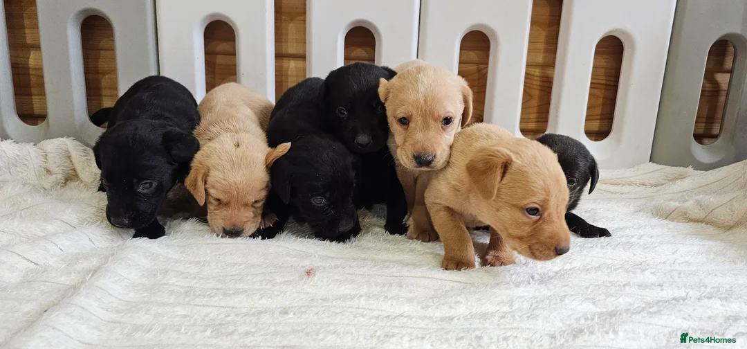 Labrador Retriever dogs for sale: 7 BEAUTIFUL KCREG LABRADORS. HEALTH TESTED PARENTS - Advert 12