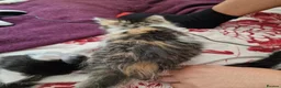 Mixed Breed cats for sale: 4 gorgeous kitten looking for their forever home - Advert 8