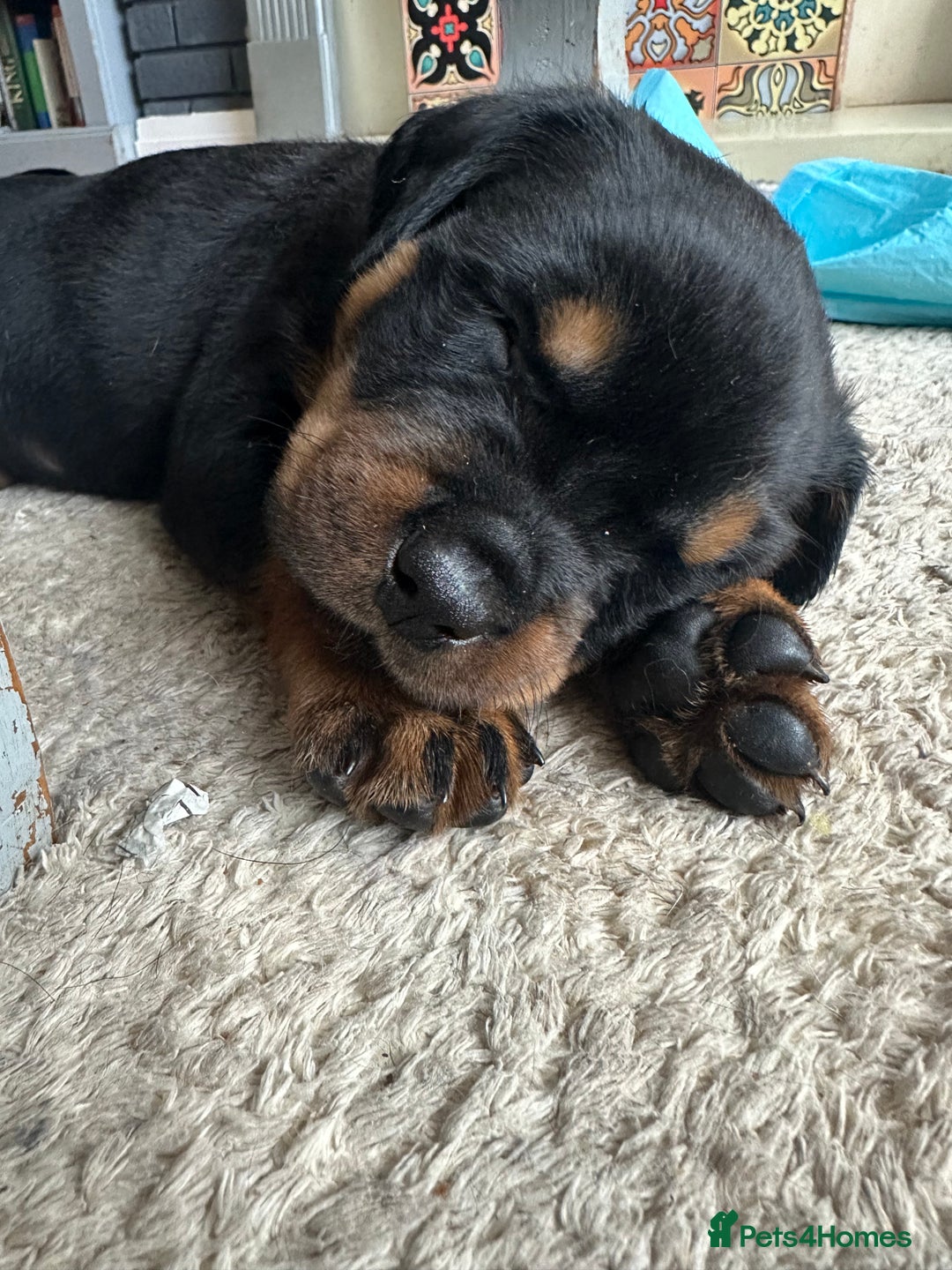 Rottweiler dogs for sale: Rottweiler puppies  - Advert 34