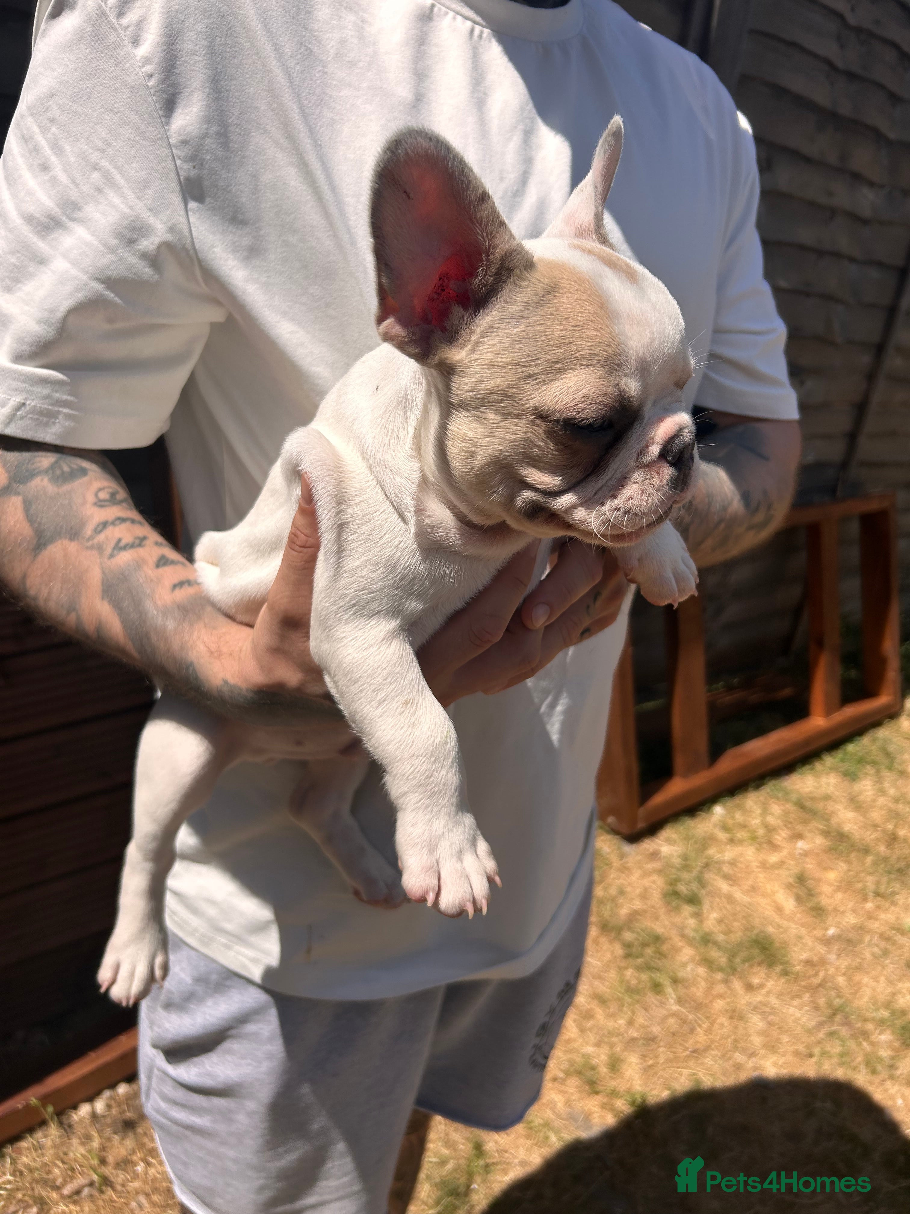 French Bulldog dogs for sale: DWKC French bulldog puppies  - Advert 27