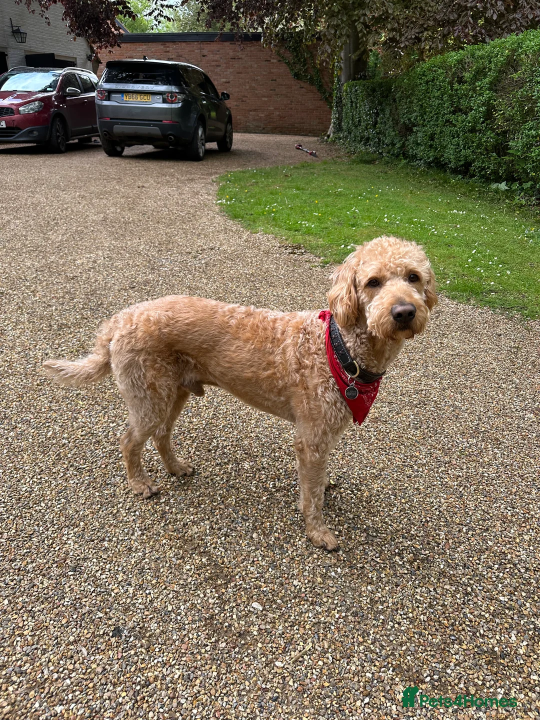 Labradoodle dogs for stud: F1 Labradoodle For Stud. in Reading - Advert 6