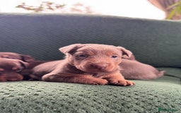 Australian Kelpie dogs for sale: Australian Kelpie Puppies WKC Registered - Image 3
