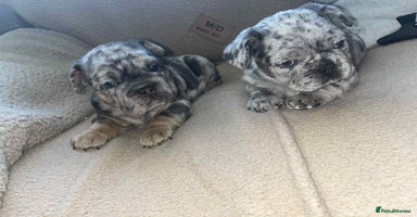 French Bulldog dogs - Advert 4