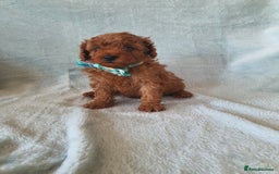 Toy Poodle dogs for sale: Red KC Toy Poodle small puppies - Image 10