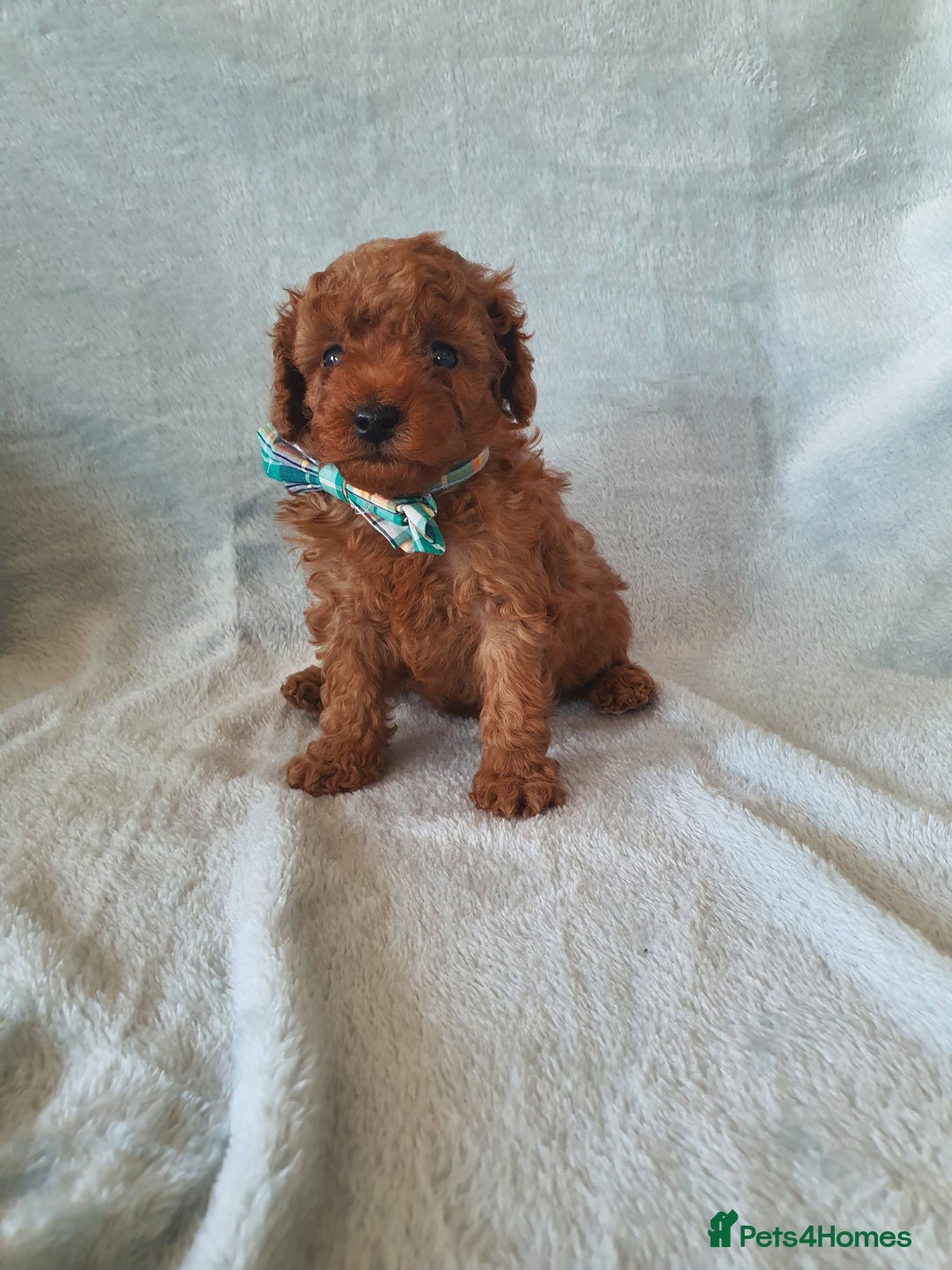 Toy Poodle dogs for sale: Red KC Toy Poodle small puppies - Image 10