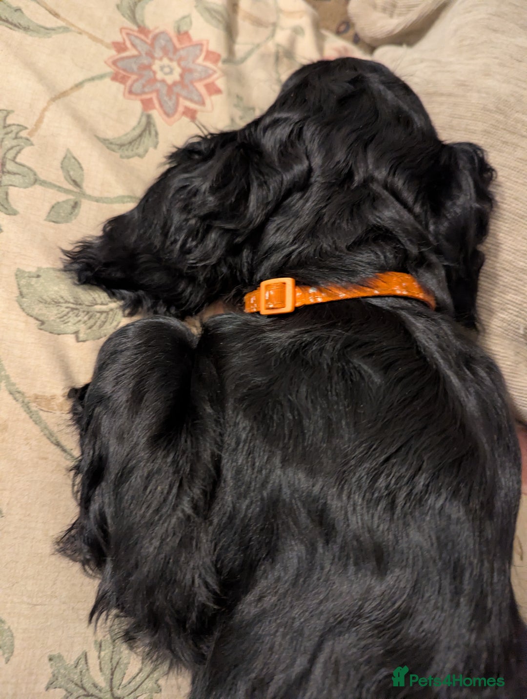 Cocker Spaniel dogs for sale: Working Cocker Spaniel puppies - Advert 38