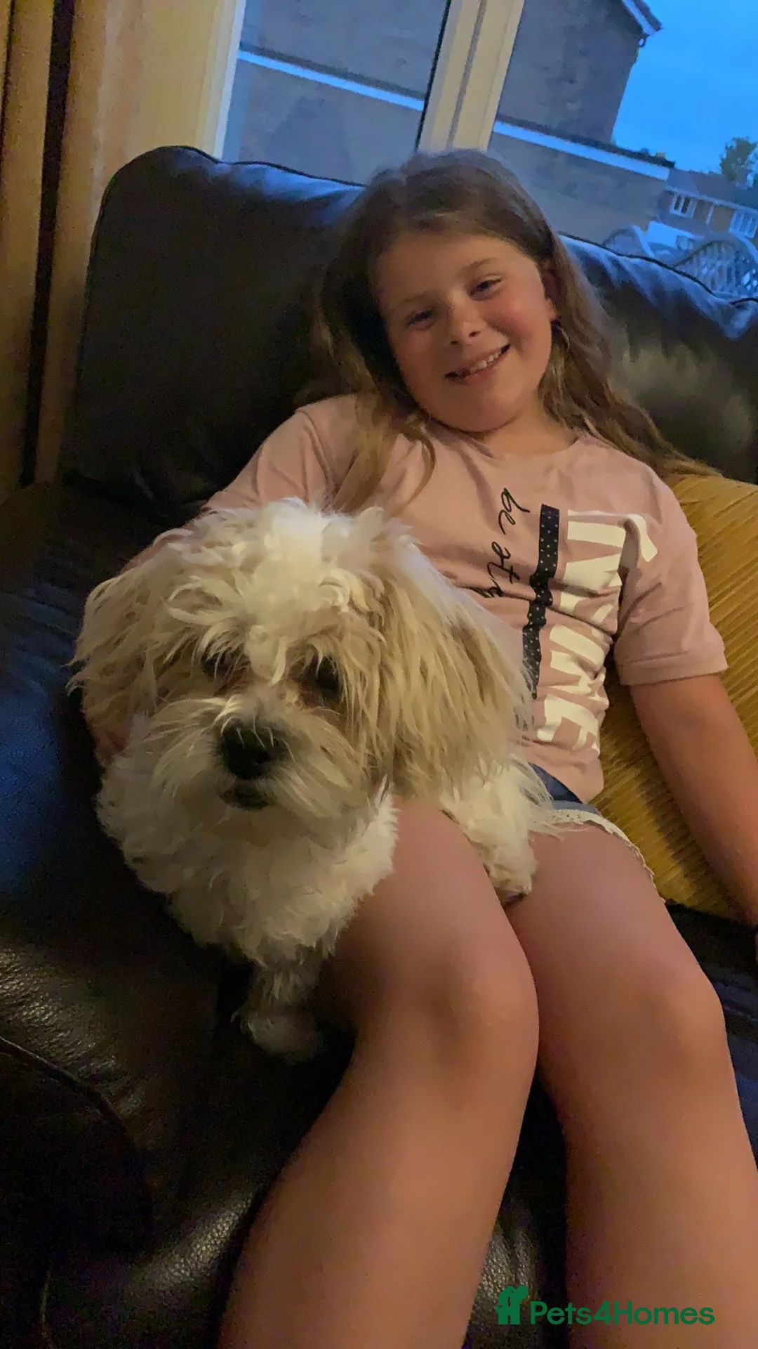 Malshi dogs for sale: Cissy in Burntwood - Advert 5