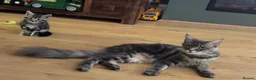 Mixed Breed cats for sale: Mother and daugther - Advert 1
