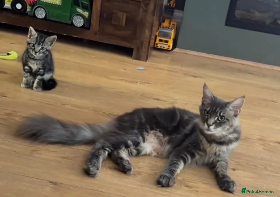 Mixed Breed cats for sale: Mother and daugther - Advert 1