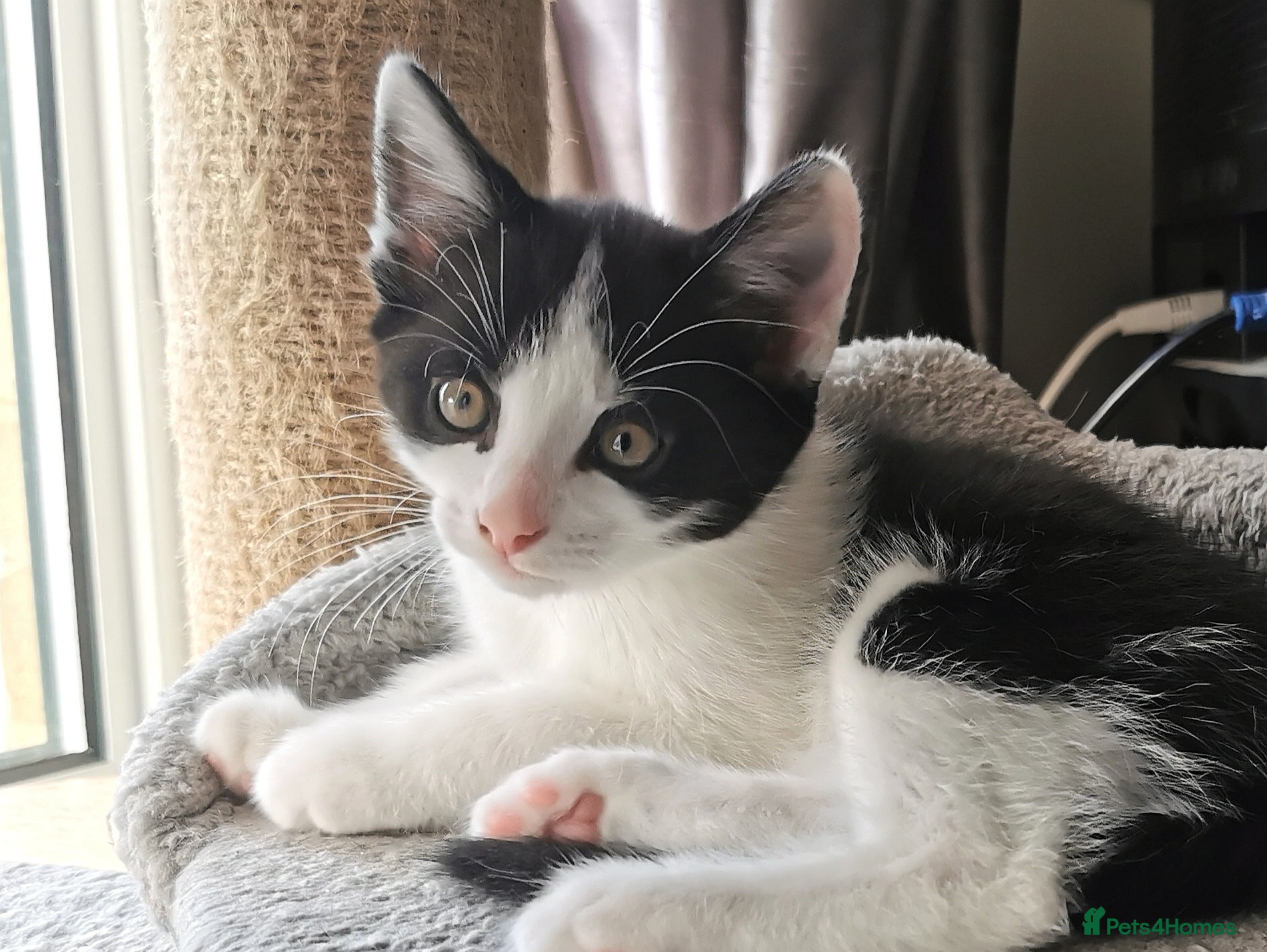 Mixed Breed cats for sale: Gorgeous, sweet natured & very playful kittens in London - Advert 9