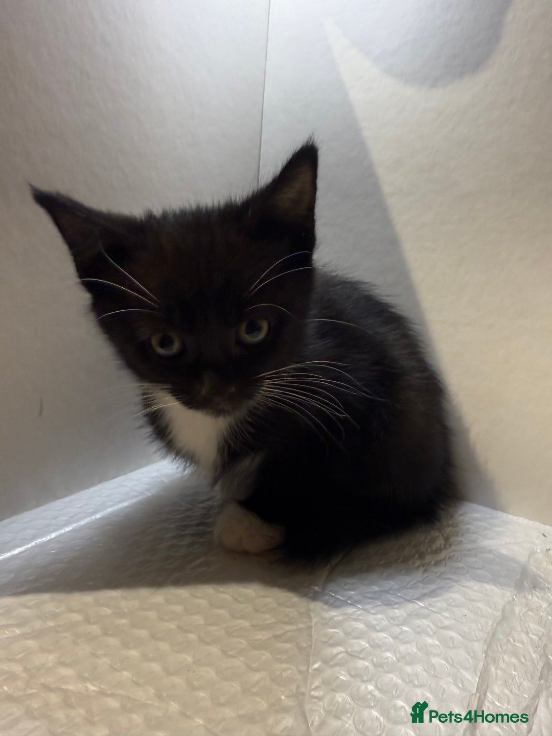 Korat cats for sale: Cute playful kittens ready for their new home 🖤🤍 - Advert 9